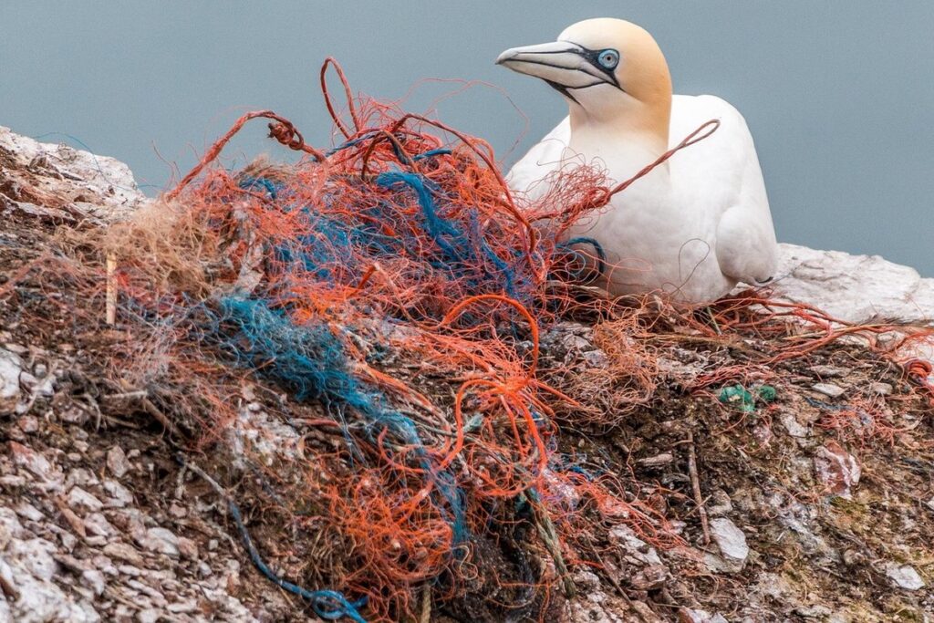 bird nesting material