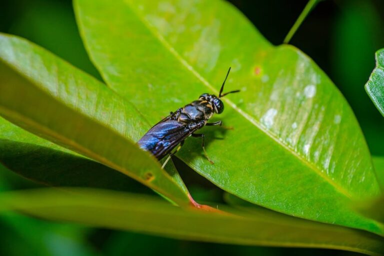 black flies on houseplants