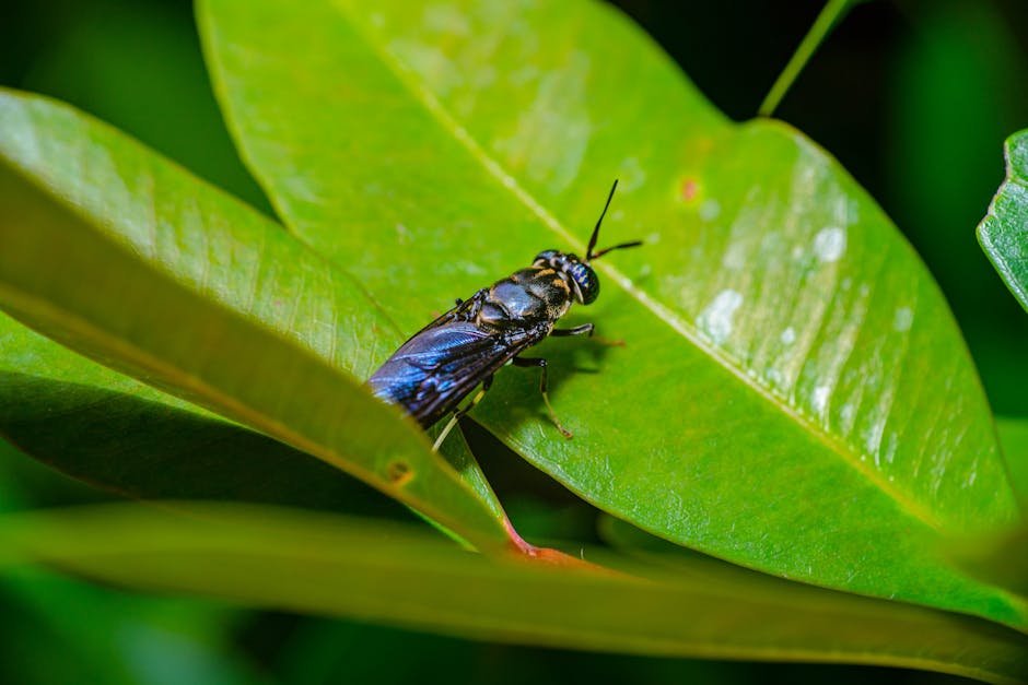 Black flies on houseplants -> Black flies on plants