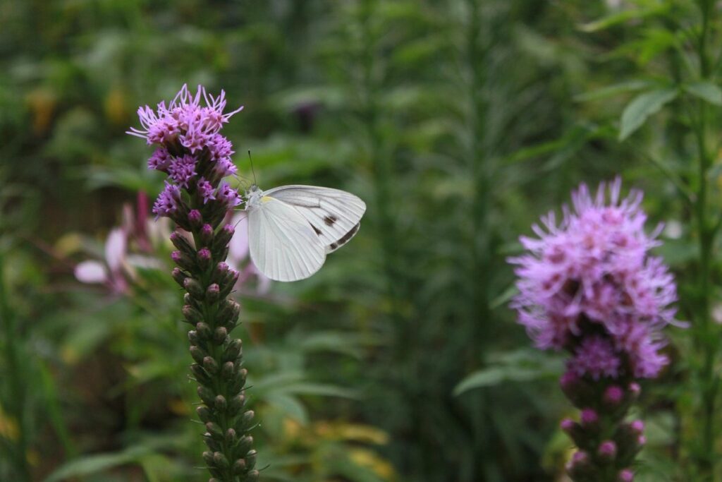 blazing star plant
