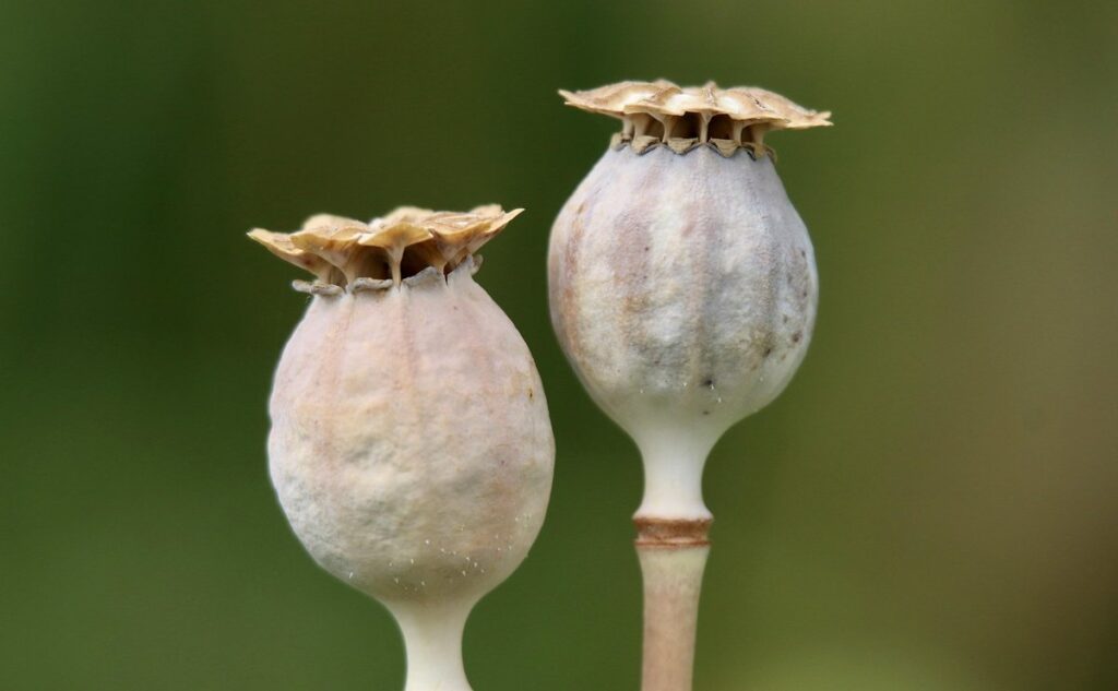 peonies from seed pods
