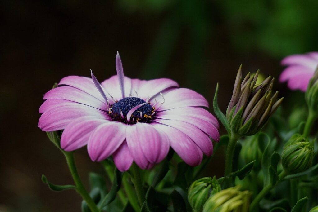 botanical pronunciation