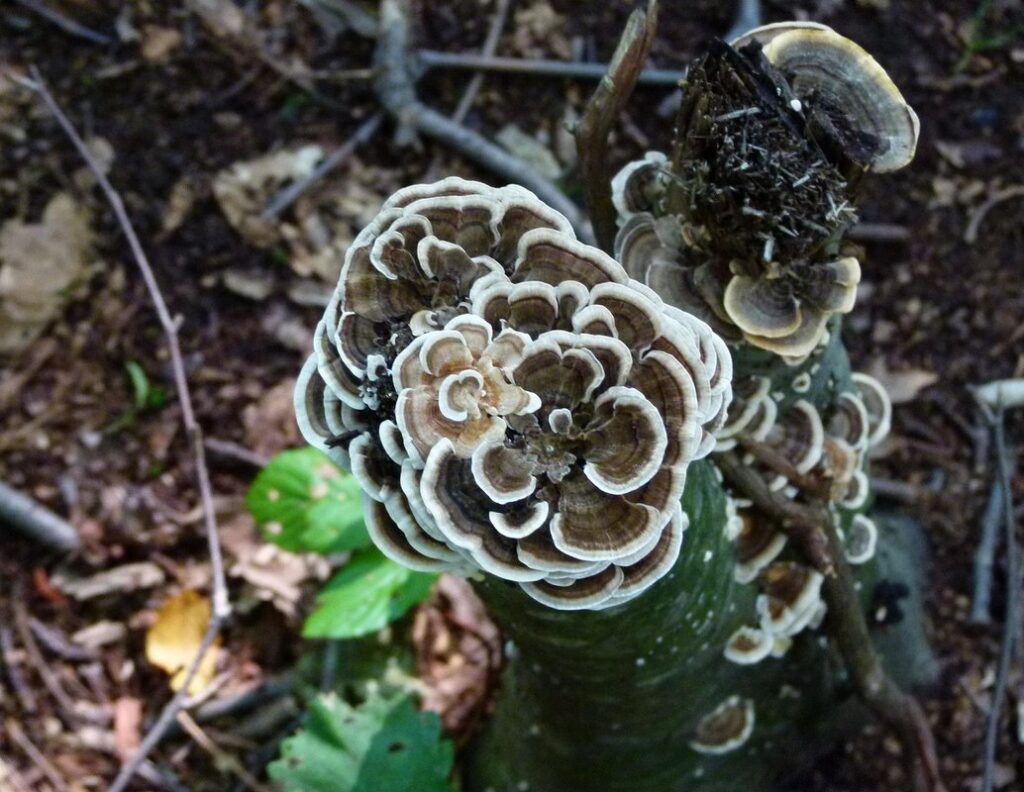 bracket fungus
