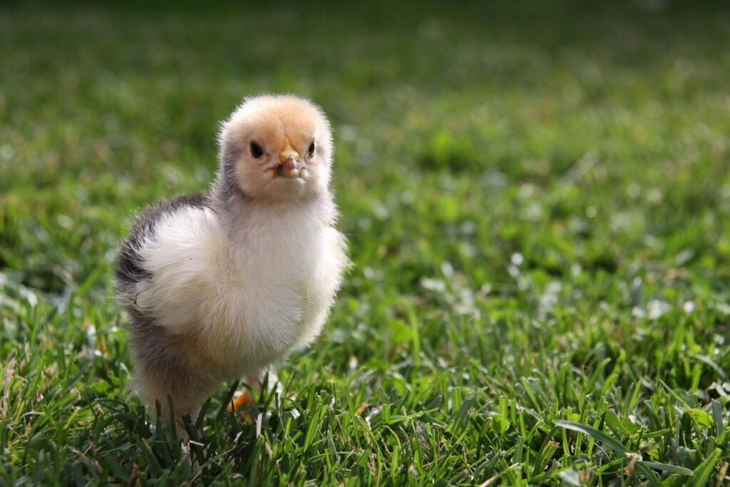 brahma chickens in garden settings