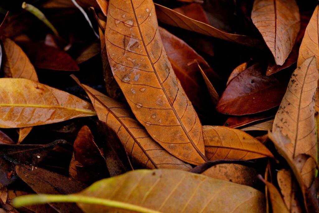 brown leaf