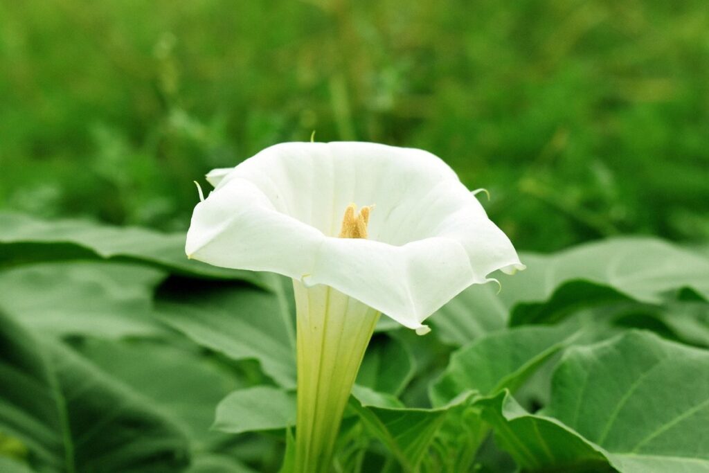 flower angel's trumpet