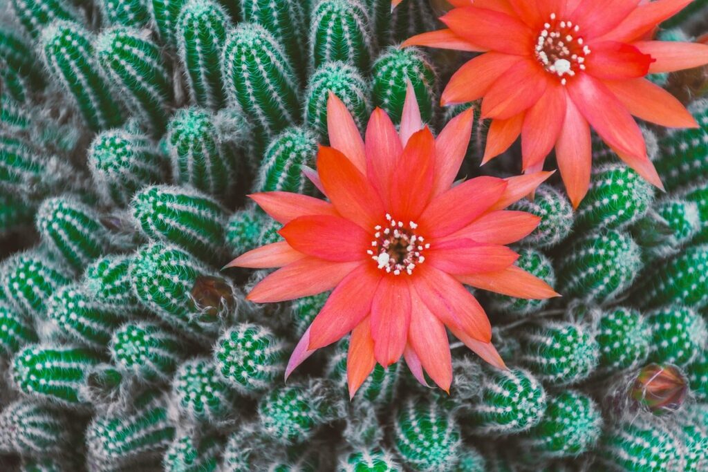 cacti with red flowers
