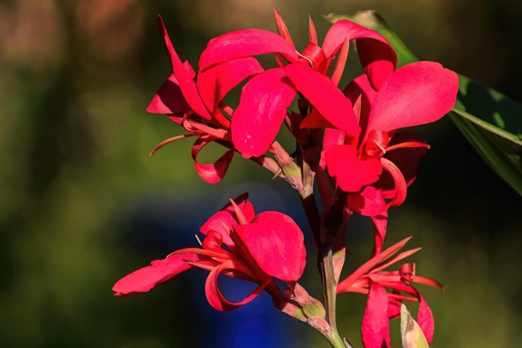 cannas flowers