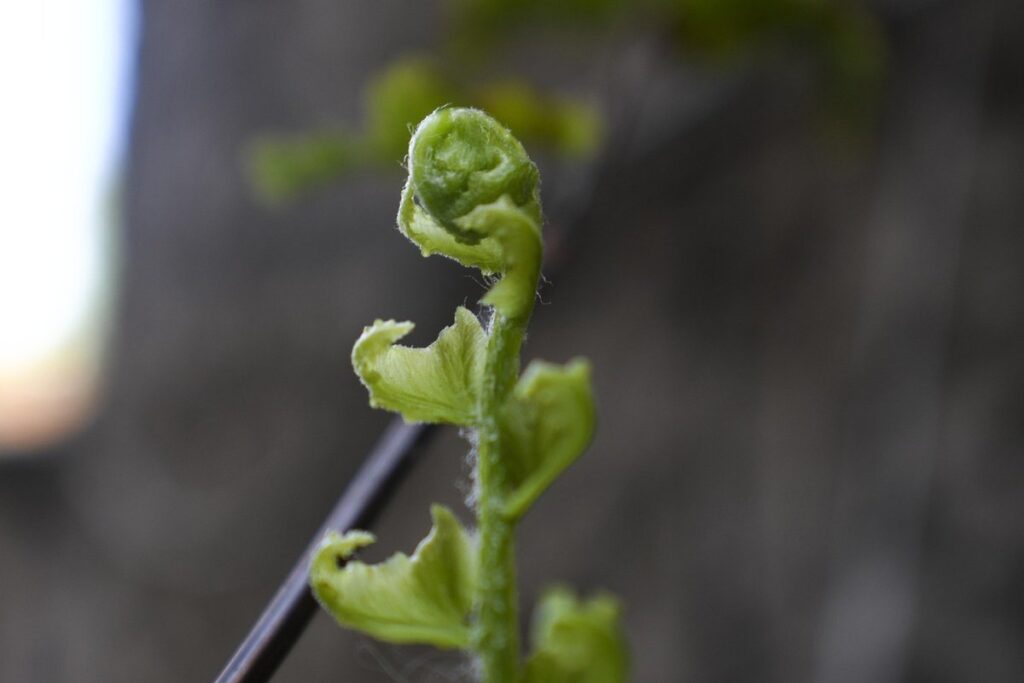 Carrot regrowth