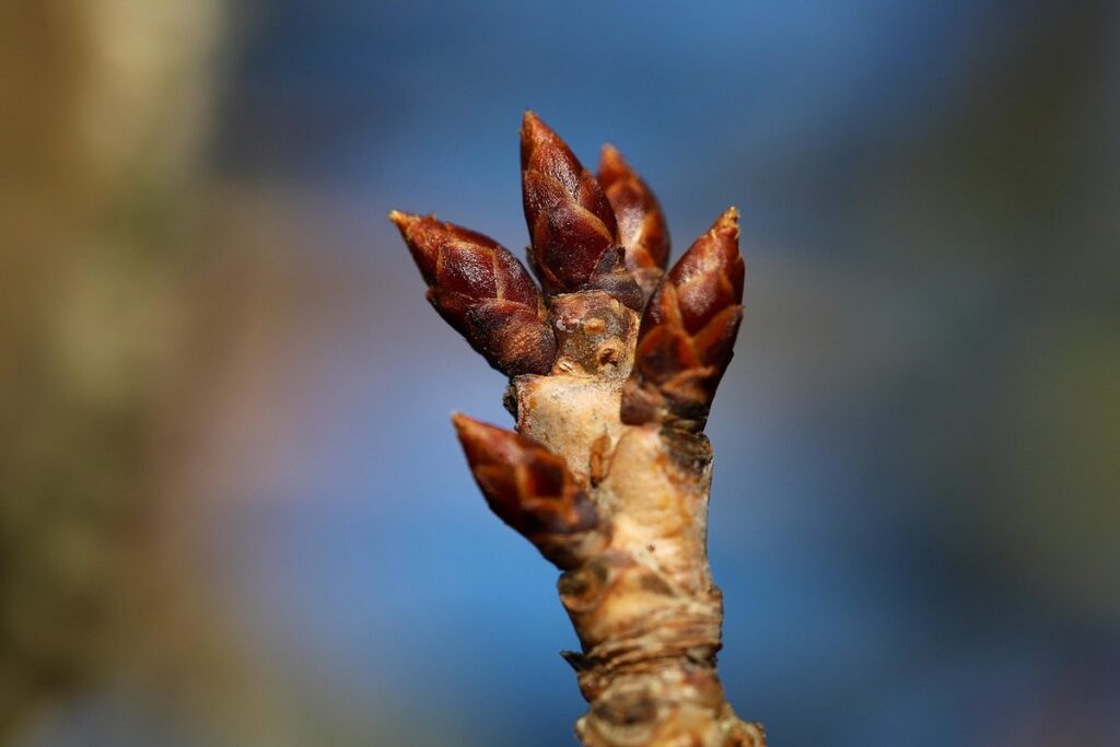 carrots sprouted