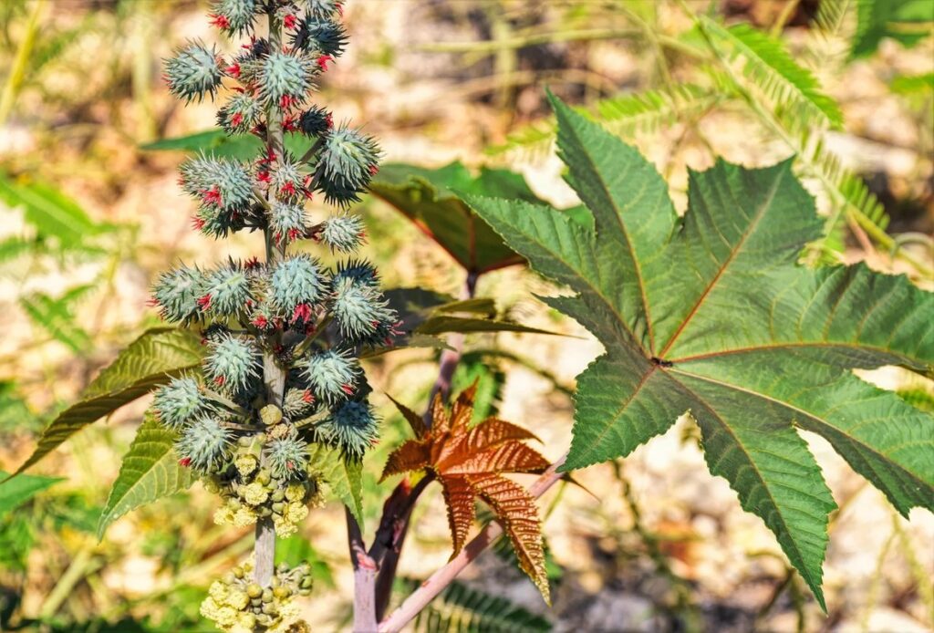 Castor bean plant
