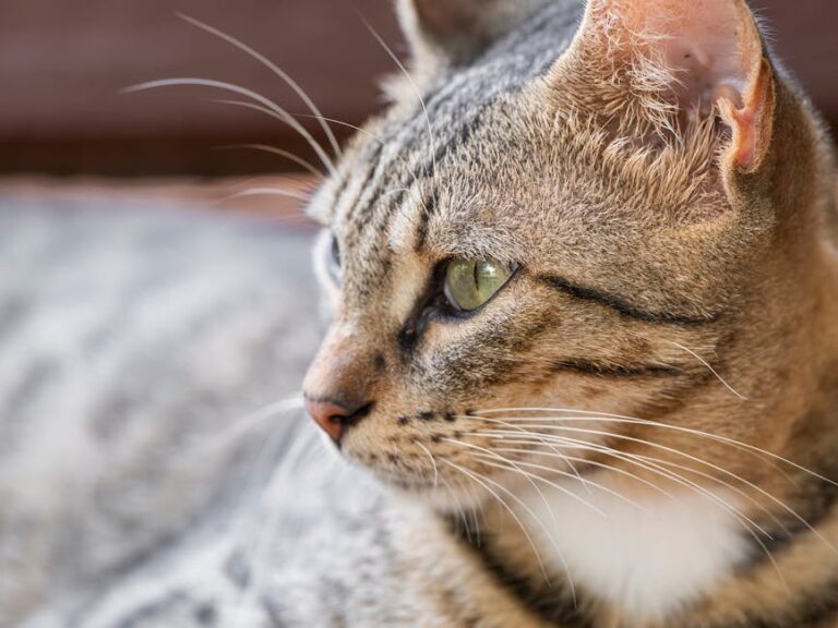 cat faeces in garden
