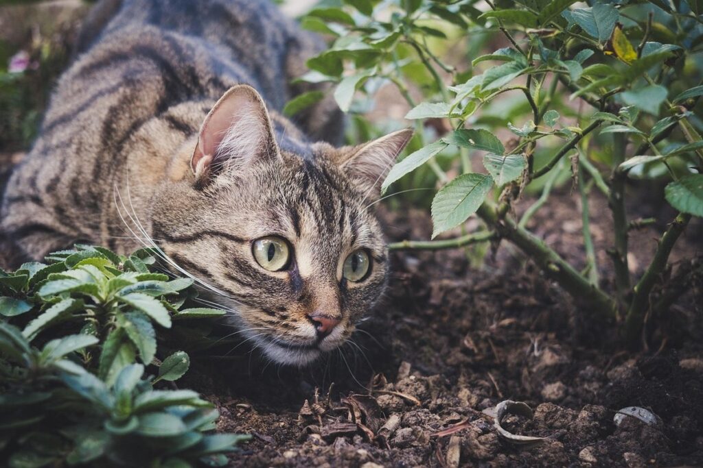 cat droppings in garden