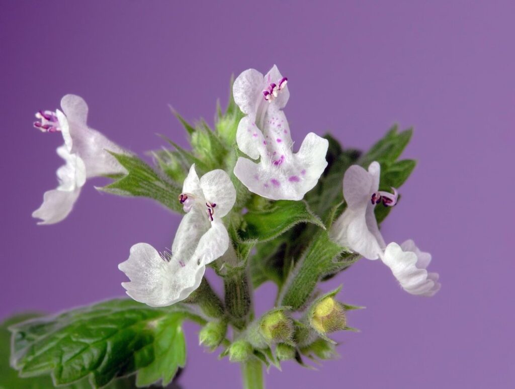 catnip species