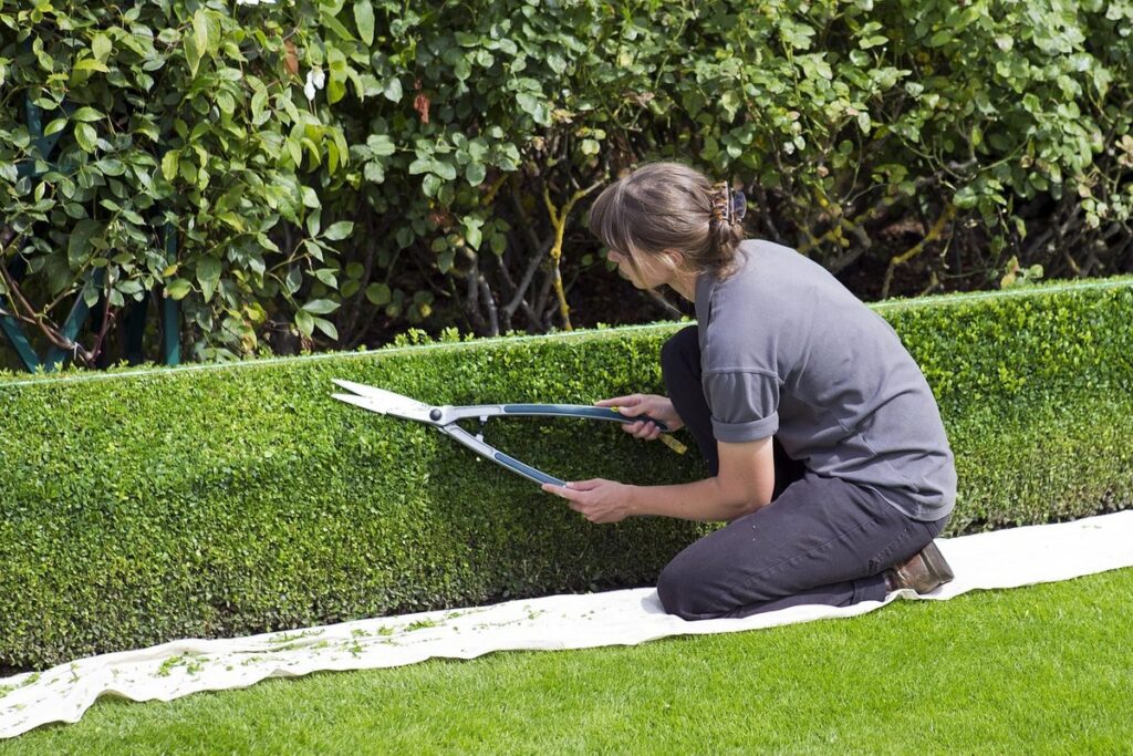 when should you trim cedar hedges