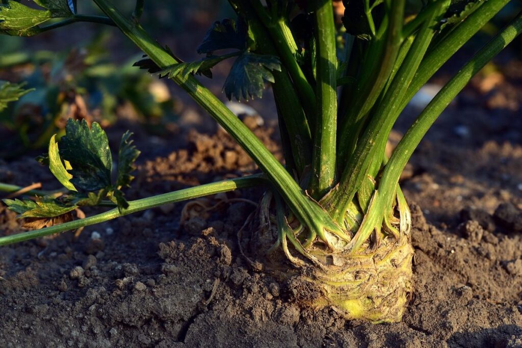 how to cultivate celery