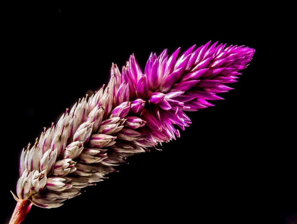 celosia celosia