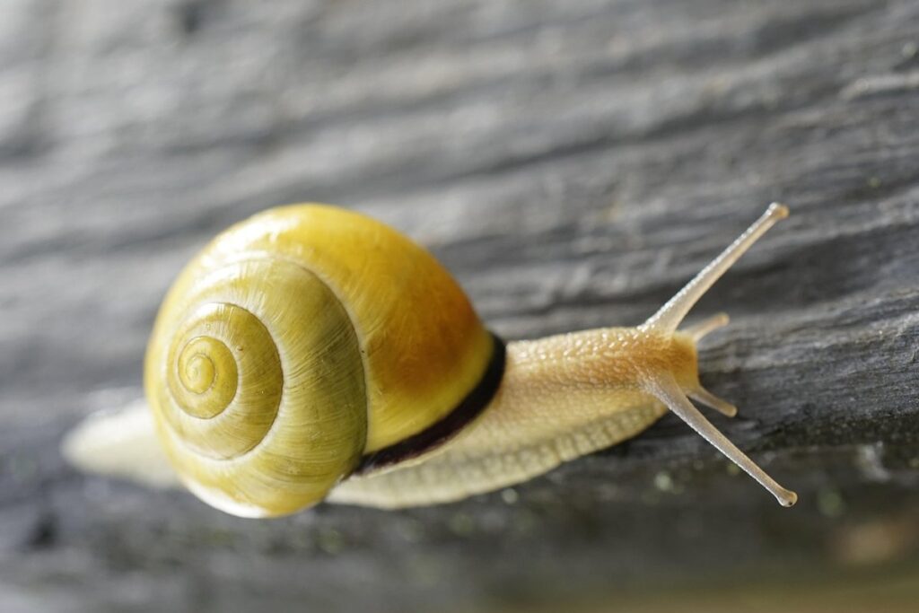 cepaea nemoralis