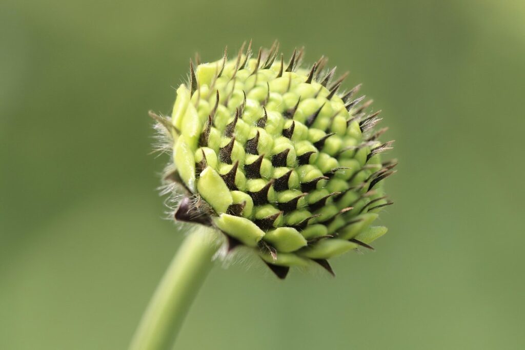 cephalaria gigantea