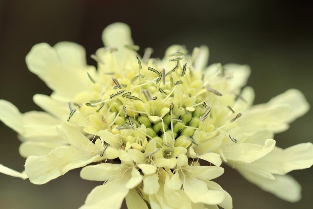 cephalaria plant