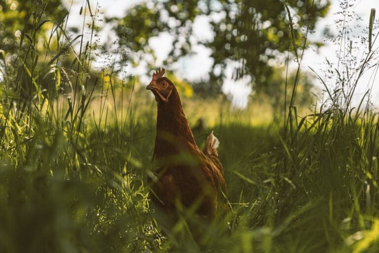 chicken health tips for garden flocks