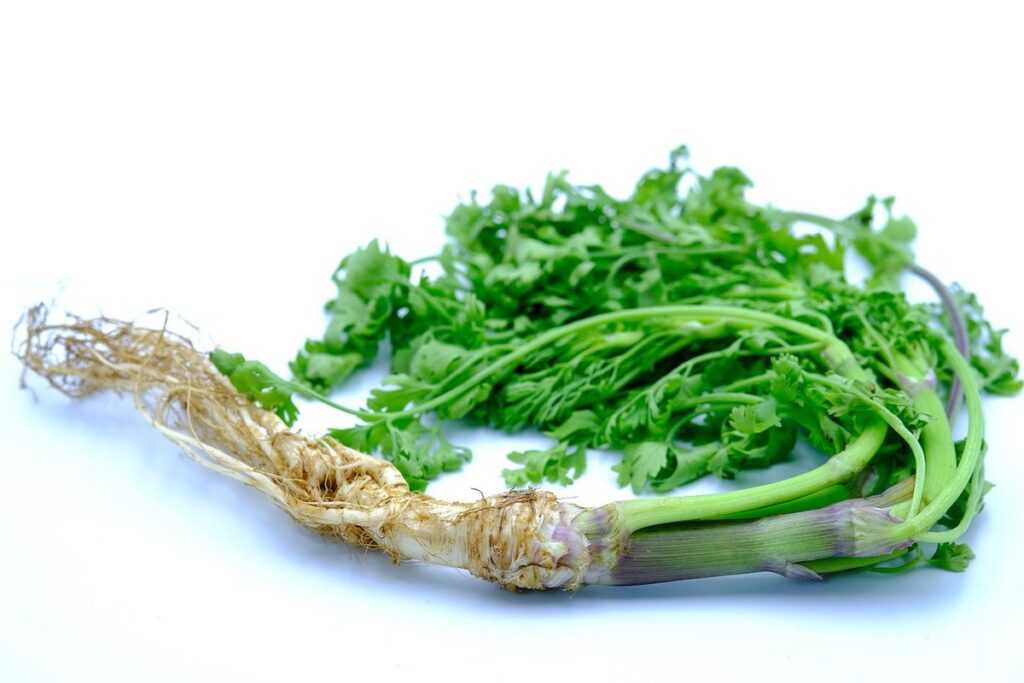 cilantro is a herb
