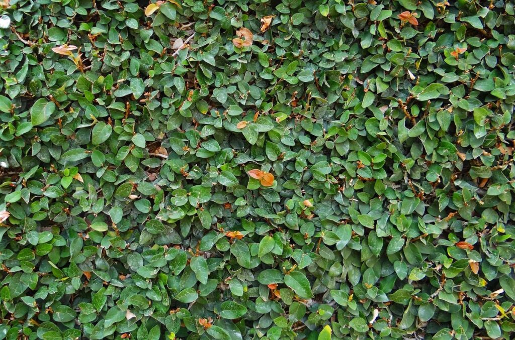 climbing fig plant