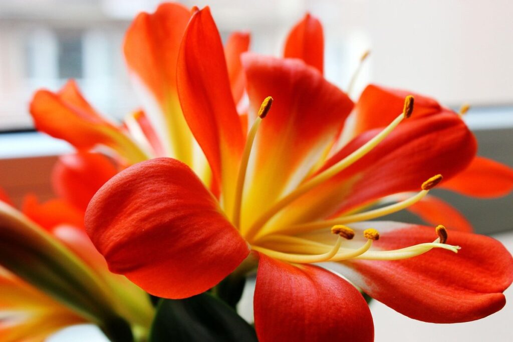 when does clivia flower