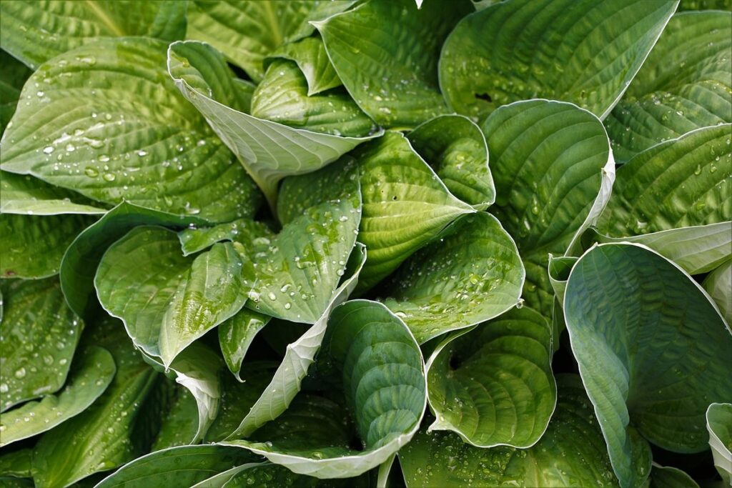 colored hostas