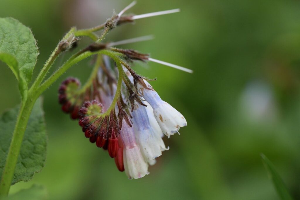 what not to plant with comfrey