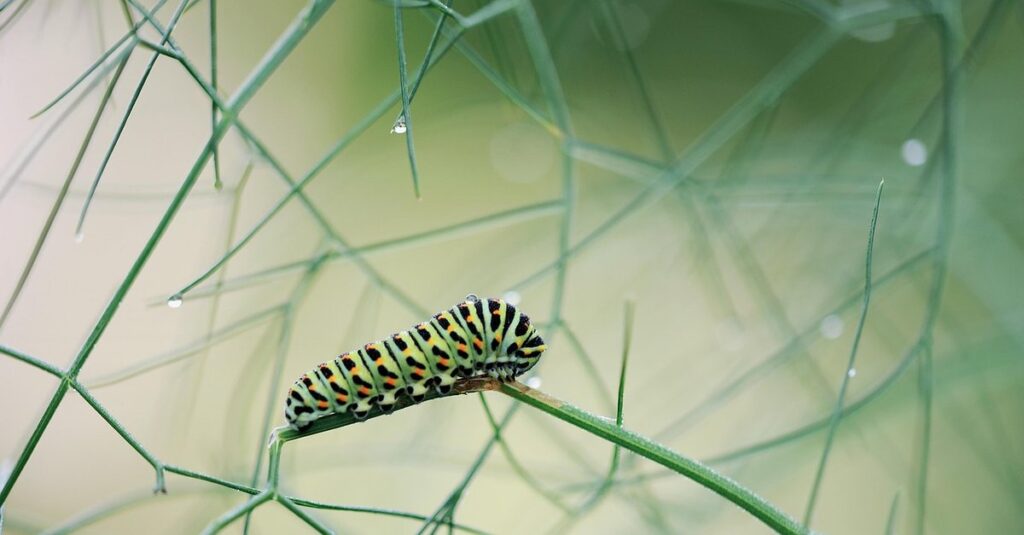 common fennel plant