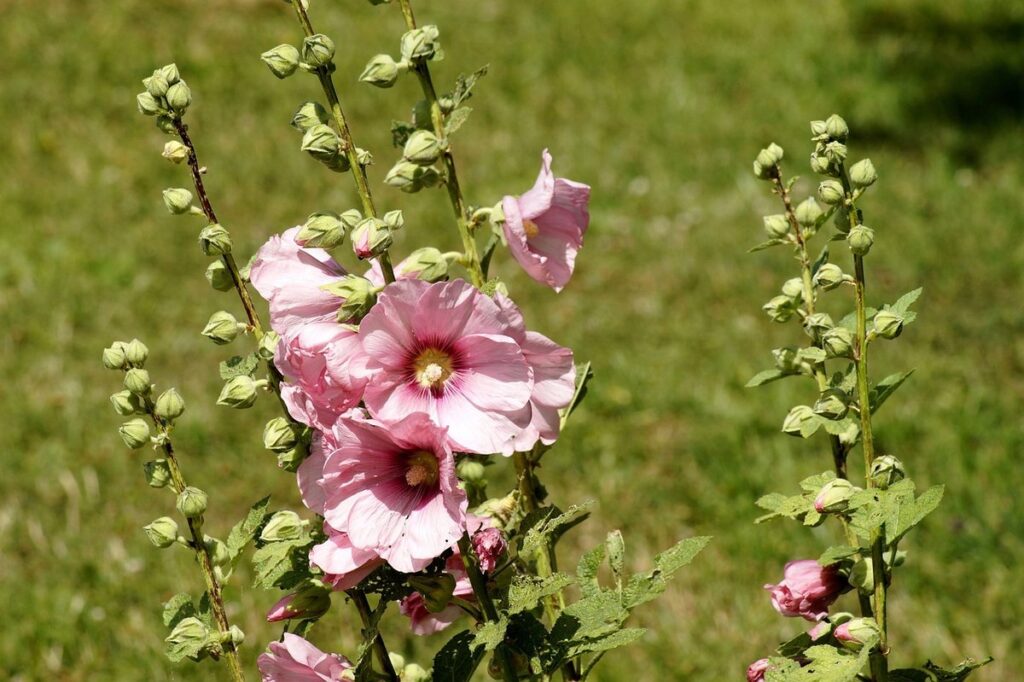 common garden peony