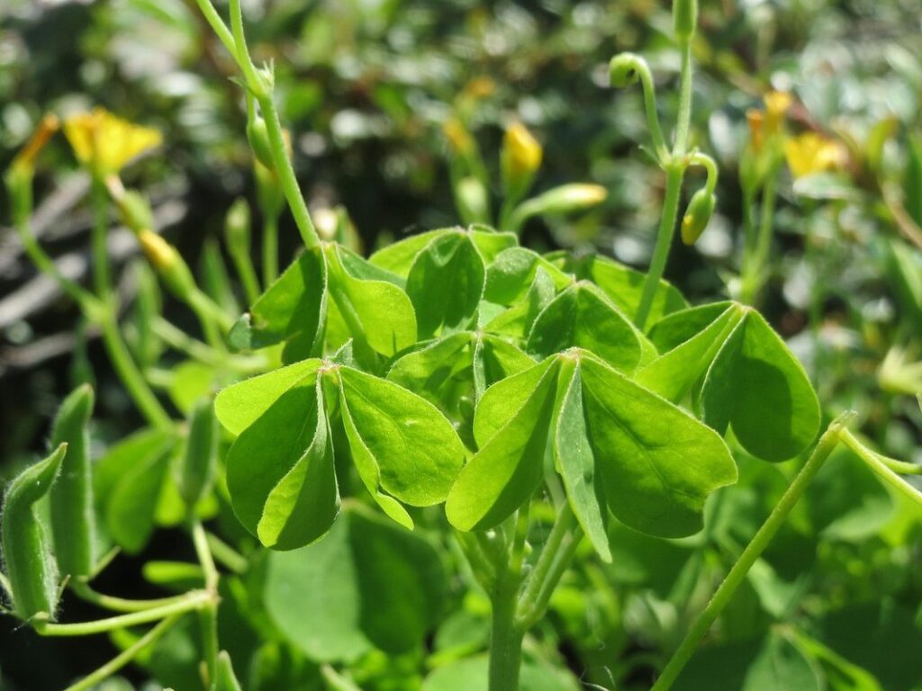 common yellow woodsorrel