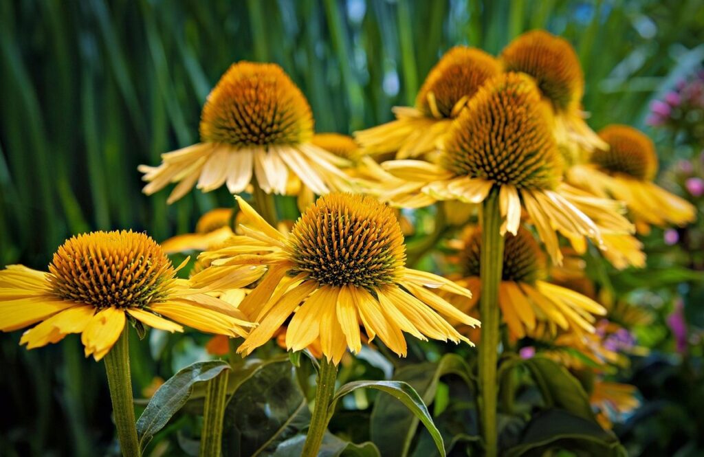 is a coneflower a perennial