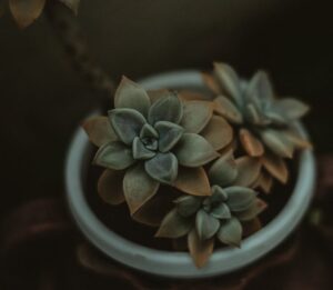 container plants for windy sites
