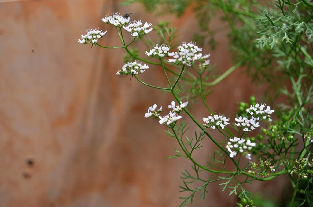 what is coriander leaf