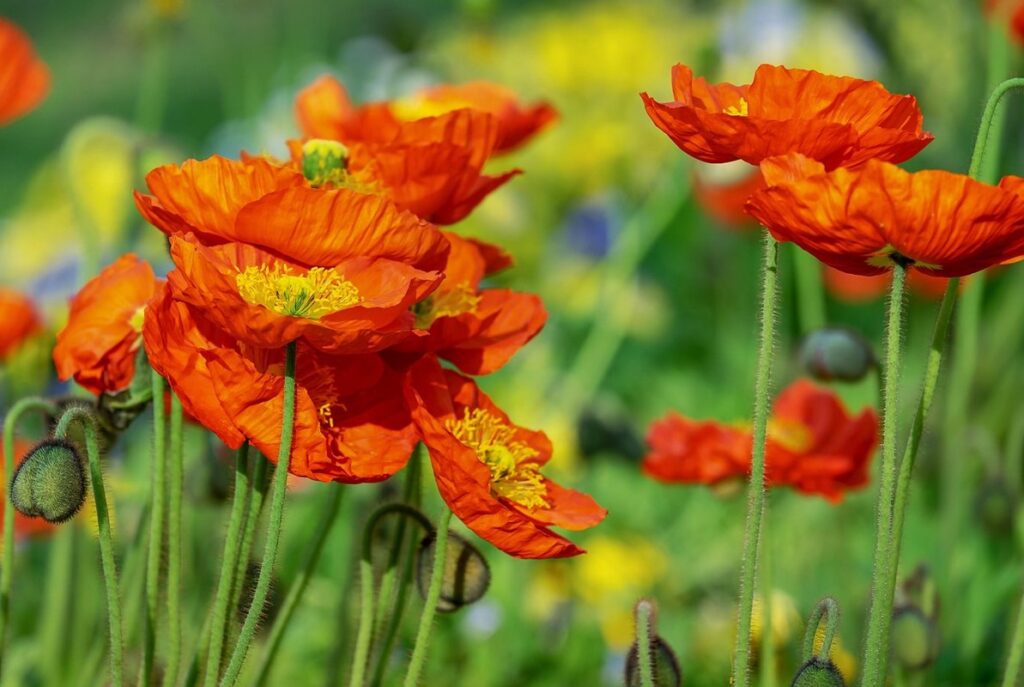 yellow poppy