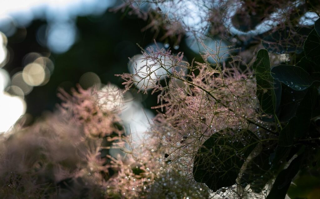 cotinus royal purple smoke tree