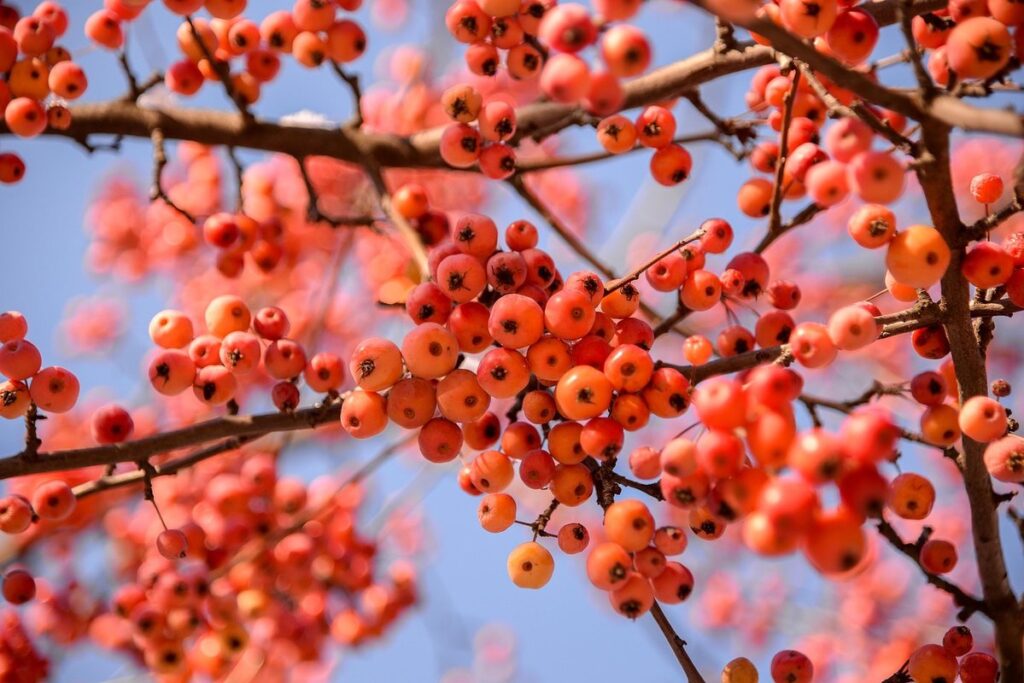 crabapple apple