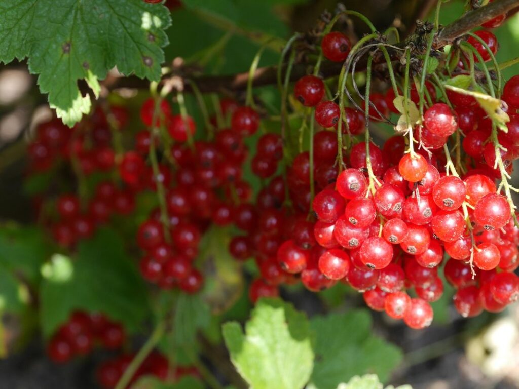 cranberry farm
