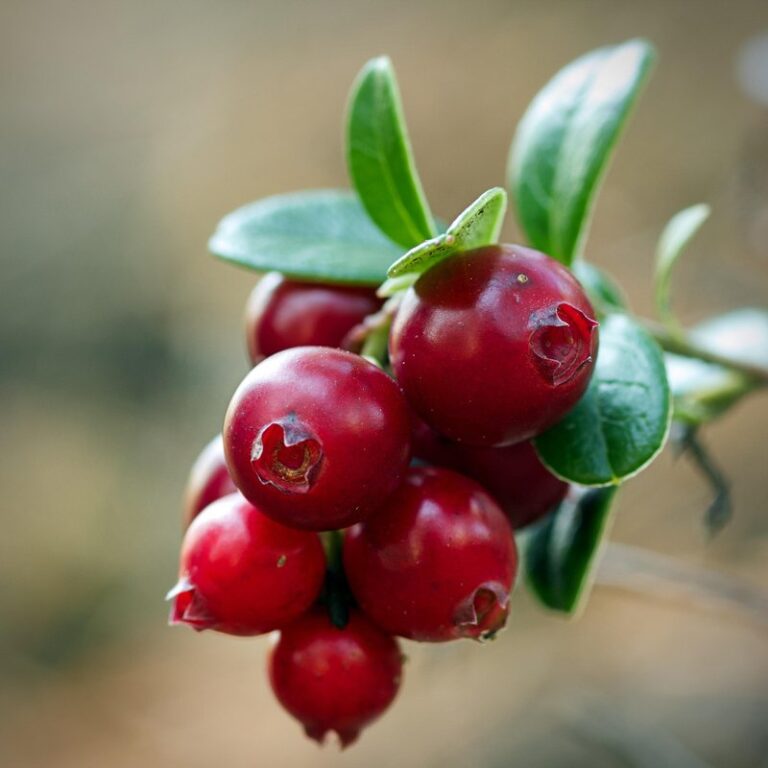 how to grow cranberry plants