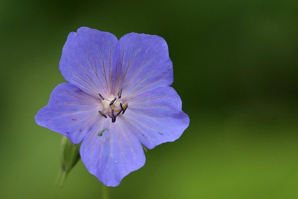 cranesbill patricia