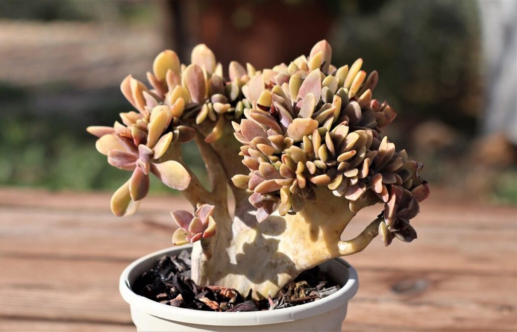 crested succulent