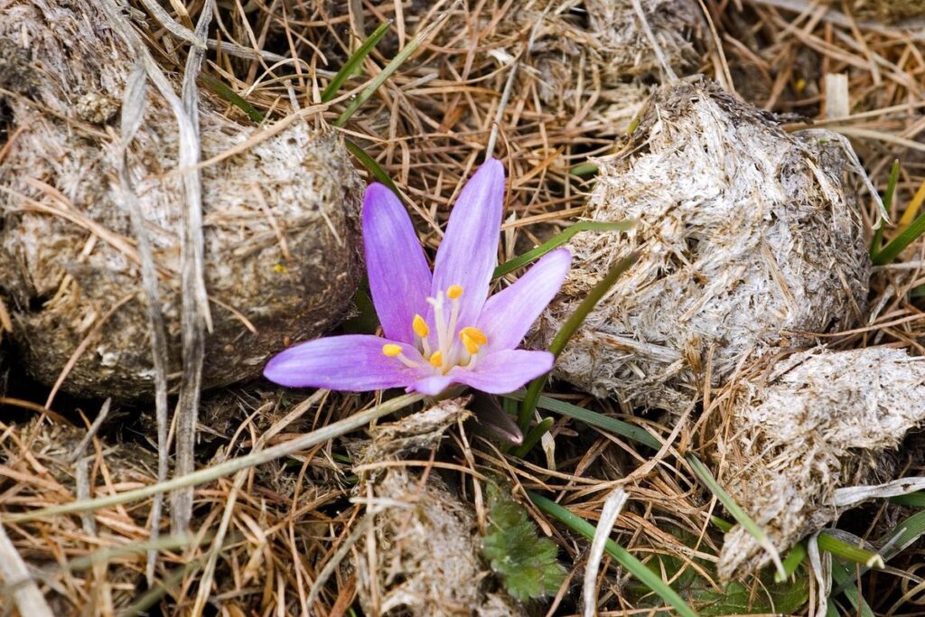 crocus lawn