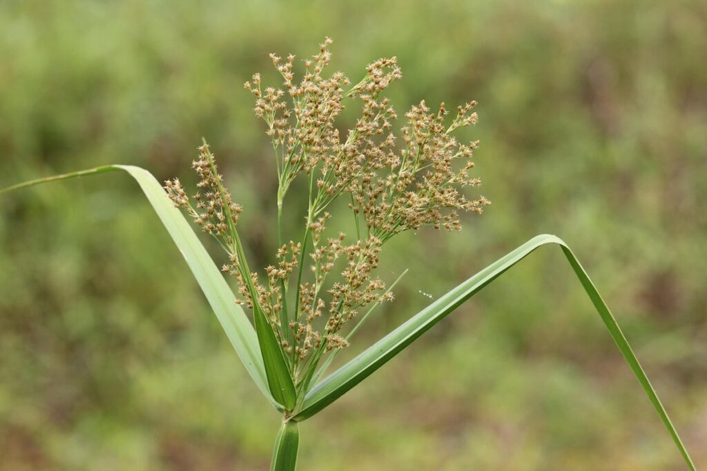 cyperus alternifolius umbrella palm