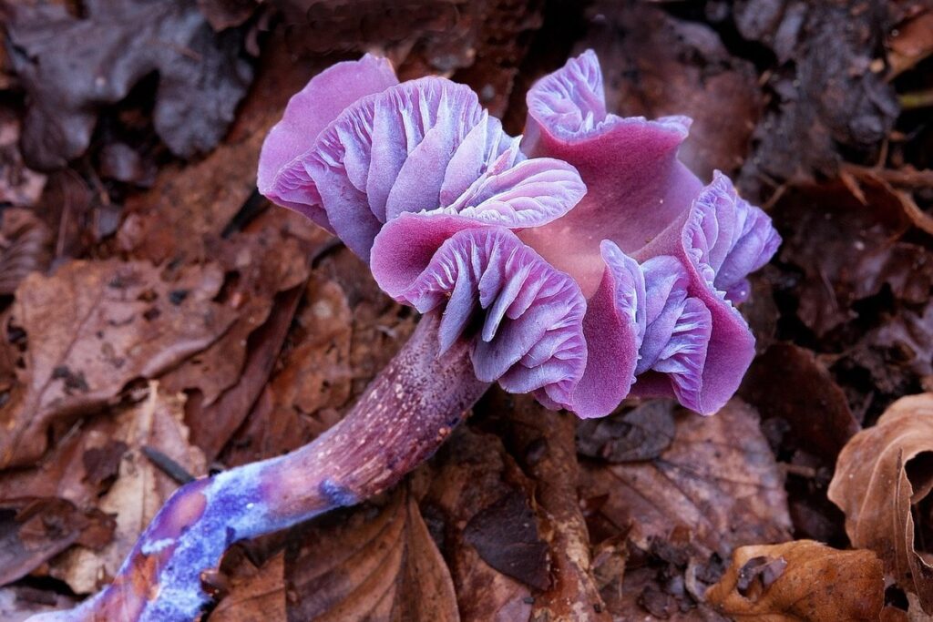 plants for damp areas