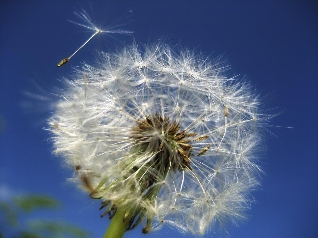 dandelion weeding