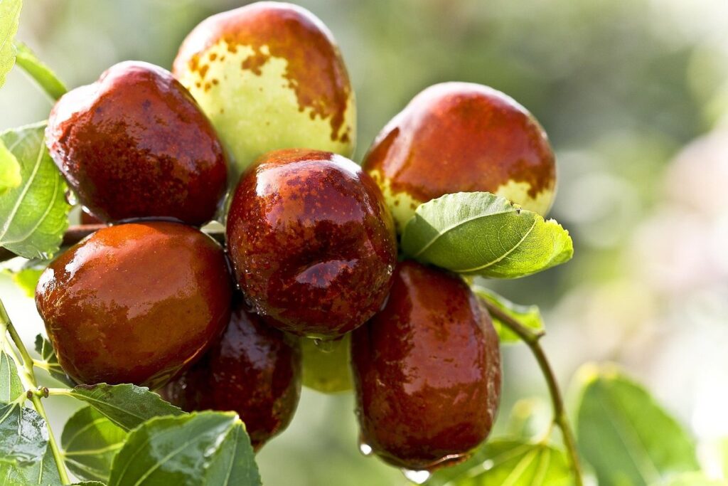 dates fruit on tree