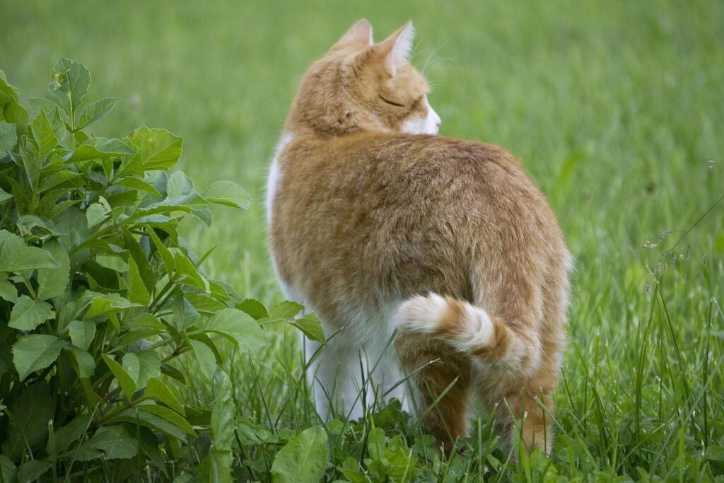 deter cats from garden