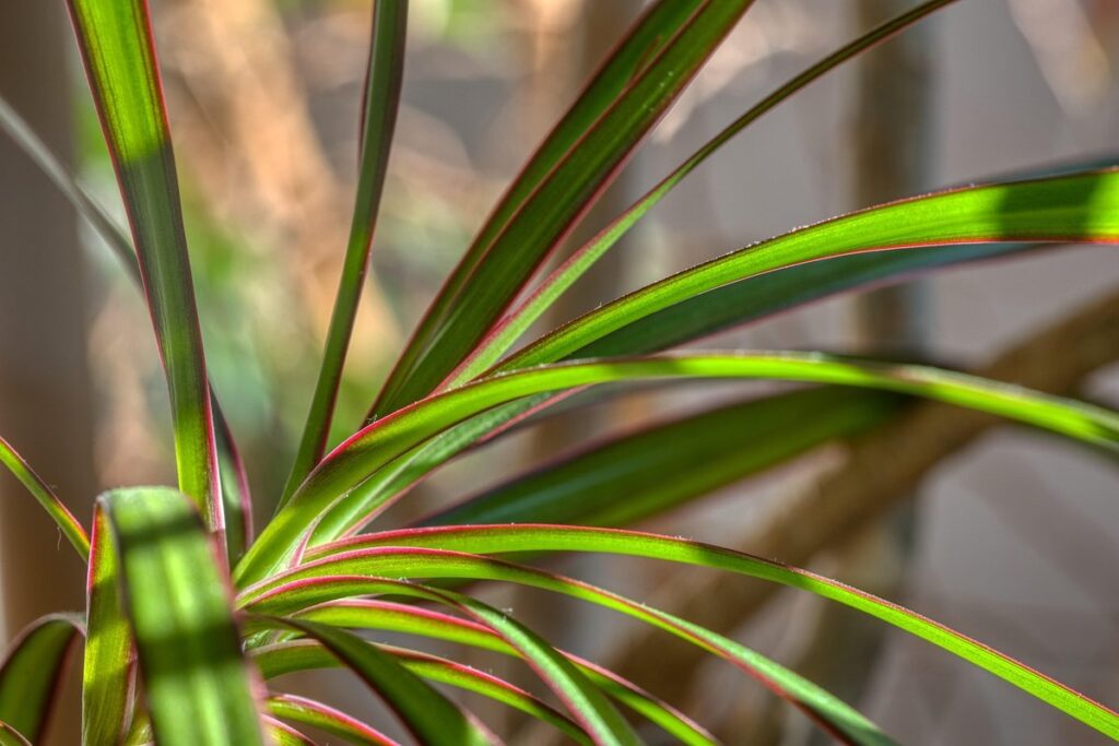 flowering dracena